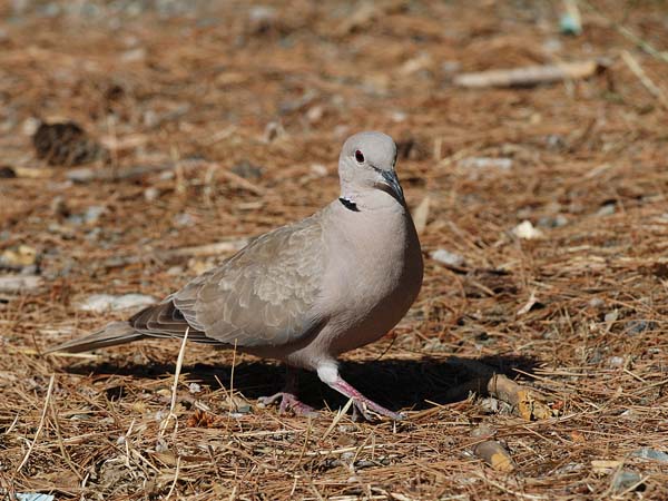 Turkinkyyhky, Eurasian Collared Dove, Streptopelia decaocto